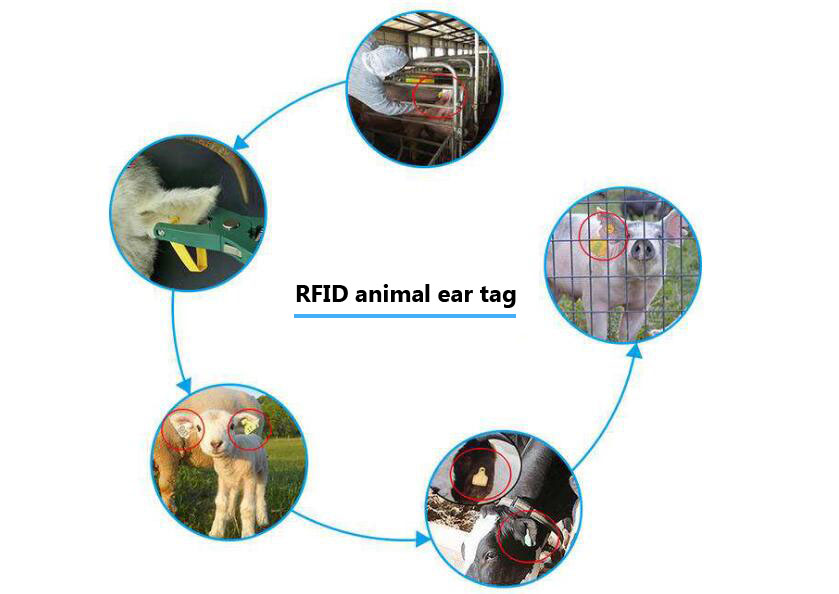  RFID la tecnología de gestión de la cría de animales proporciona un modelo de gestión científica